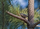 Family Nuthatches, Corsican Nuthatch/Sitta whiteheadi
